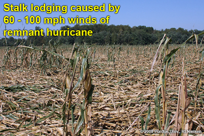 Stalk lodging caused by 60-100 mph winds of remnant hurricane