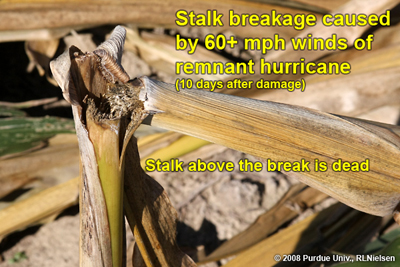 stalk breakage caused by 60+ mph winds of remnant hurricane
