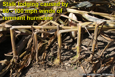 stalk lodging caused by 60-100 mph winds of remnant hurricane