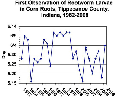 First observation of rootworm larvae in corn roots