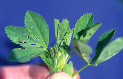 Early, "pin-hole," alfalfa weevil feeding