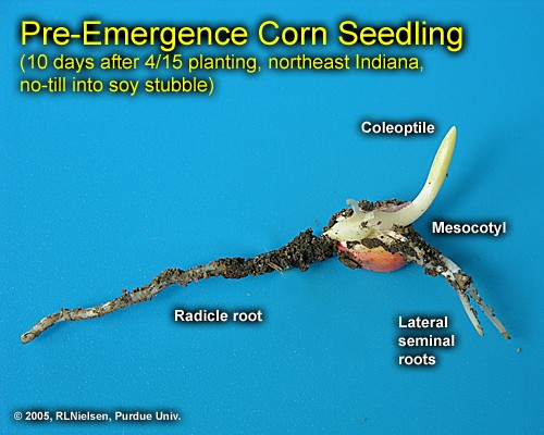 pre-emergence corn seedling