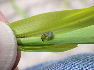 young armyworm larvae in corn seedling whorl
