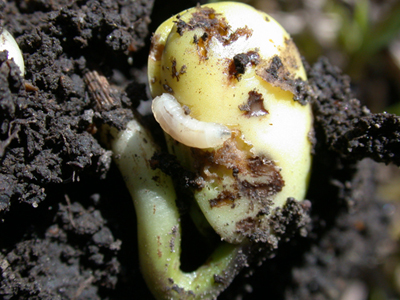 seedcorn maggot on damaged soybean seed