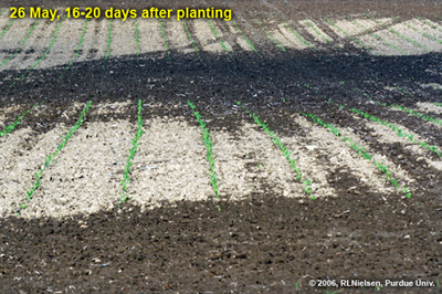 uneven corn emergence in 2006