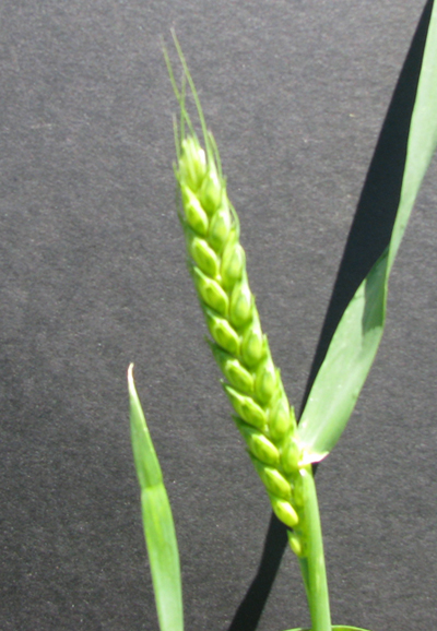 wheat with short tip awns