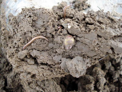 millipedes and decaying seed in high residue field