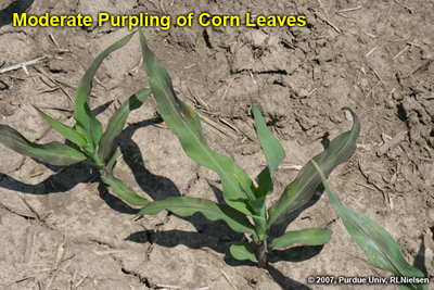 moderate purpling of corn leaves
