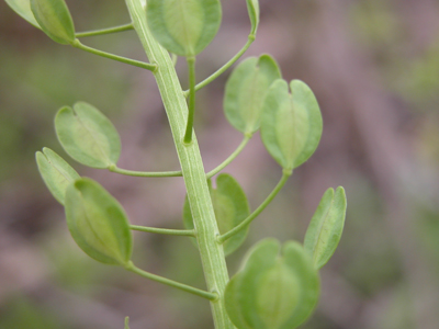 Field Pennycress (pods)