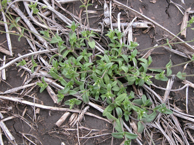 Mouseear Chickweed (mature)