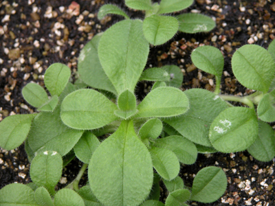 Mouseear Chickweed (young)
