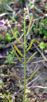 Small-flowered bittercress (seed head)
