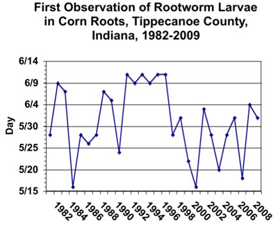 first observation of rootworm larvae in corn roots