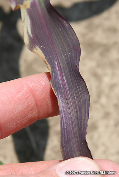 purple leaves