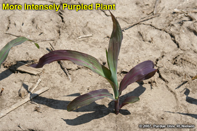 more intensely purpled plant