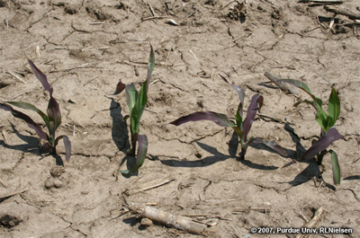 purple corn plants