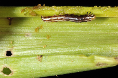 stalk borer and damage revealed from whorl