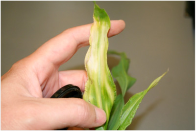 suspected Lumax injury on corn in the form of bleaching