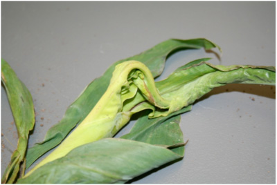 young leaves trying to pull out of older leaves