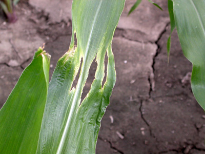 transverse holes on leaf with yellow "halo"