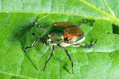 adult japanese beetle on soybean leaf