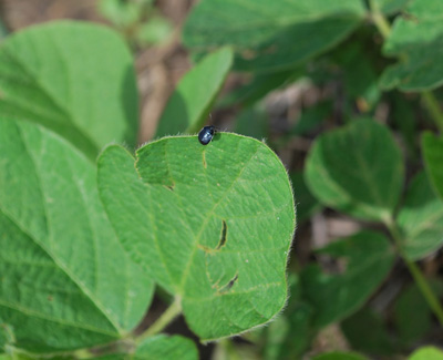 Adult burrower bug on soybean
