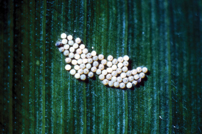 Western bean cutworm eggs mass, initially eggs are white then darken (purple) just before hatching.