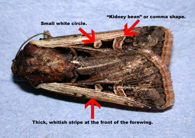 Key identification characteristics of the western bean cutworm moth.