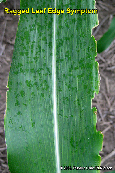 ragged leaf edge symptom