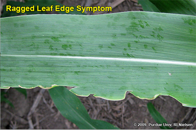 Ragged leaf edge symptom