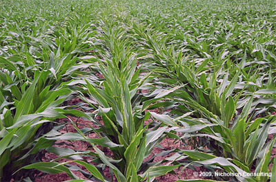 ragged leaf edge symptom