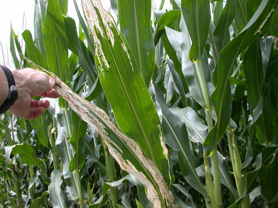 Key identification characteristics of the western bean cutworm moth.