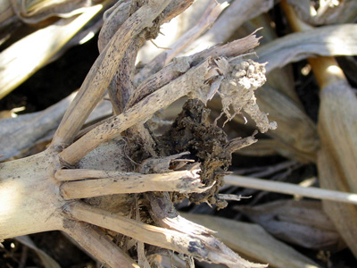 decayed roots from corn