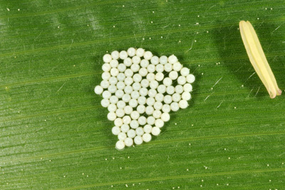 fresh laid egg mass