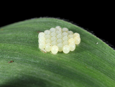 these barrel-shaped stink bug eggs are often confused with a WBC egg mass