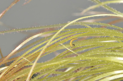 newly hatched larva within the silks