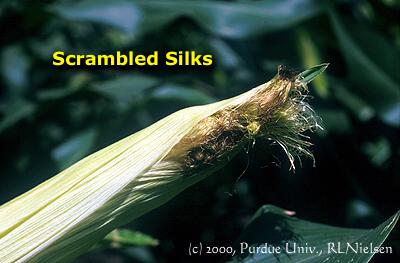 scrambled silks