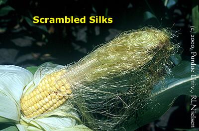scrambled silks