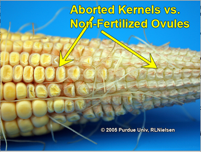 aborted kernels vs. non-fertilized ovules