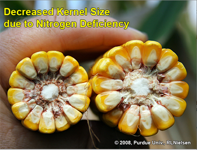 decreased kernel size due to nitrogen deficiency
