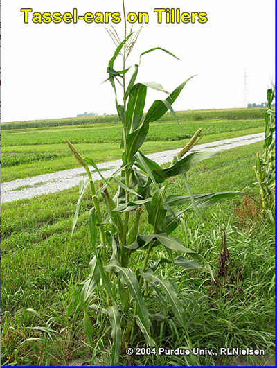 tassel-ear from tiller, with dried silks still visible.