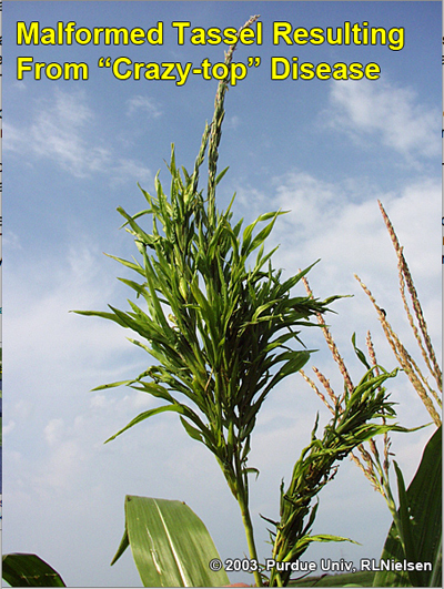 mass of leafy tissue in a tassel of plant infected with "Crazy top" disease
