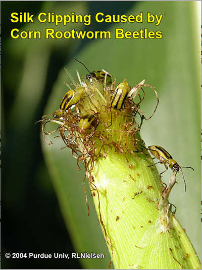 silk clipping caused by corn rootworm beetles