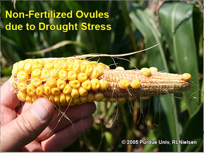 non-fertilized ovules due to drought stress