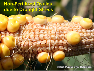 non-fertilized ovules due to drought stress