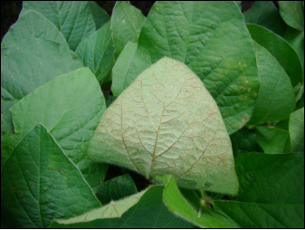 silvery to bronzy soybean leaf tip due to sunscald in the upper canopy