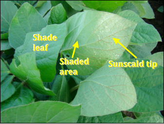 sun-scalded soybean leaf partially protected by neighboring leaf