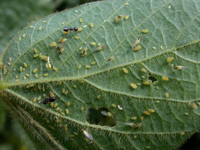 singed soybean aphids on soybean leaf