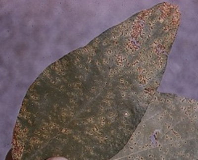 Bacterial blight on soybean leaves