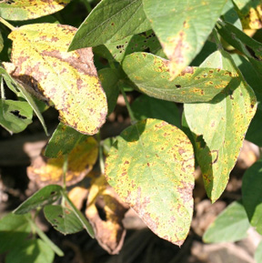 Brown spot on soybean leaves